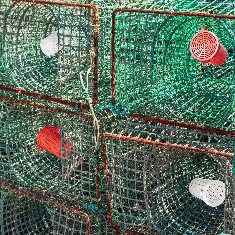 Blushtier 20 Pcs Fishing Bait Cage Trap Fish Lure Feeder Basket Holder Plastic Bait Bucket for Crawfish Minnow Shrimp Earthworm Crab Carp Catfish Traps Cast Net