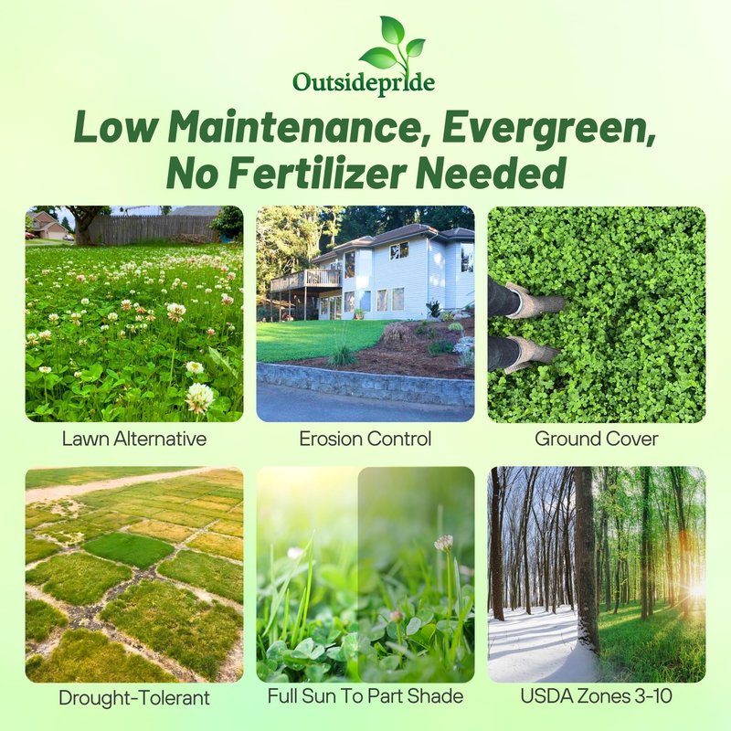 Outsidepride Perennial White Dutch Clover Seed - 40 lbs. Nitrocoated, Inoculated for Lawn Alternative, Erosion Control, Food Plots, Ground Cover, & Pasture Mixtures in USDA Zones 3-10
