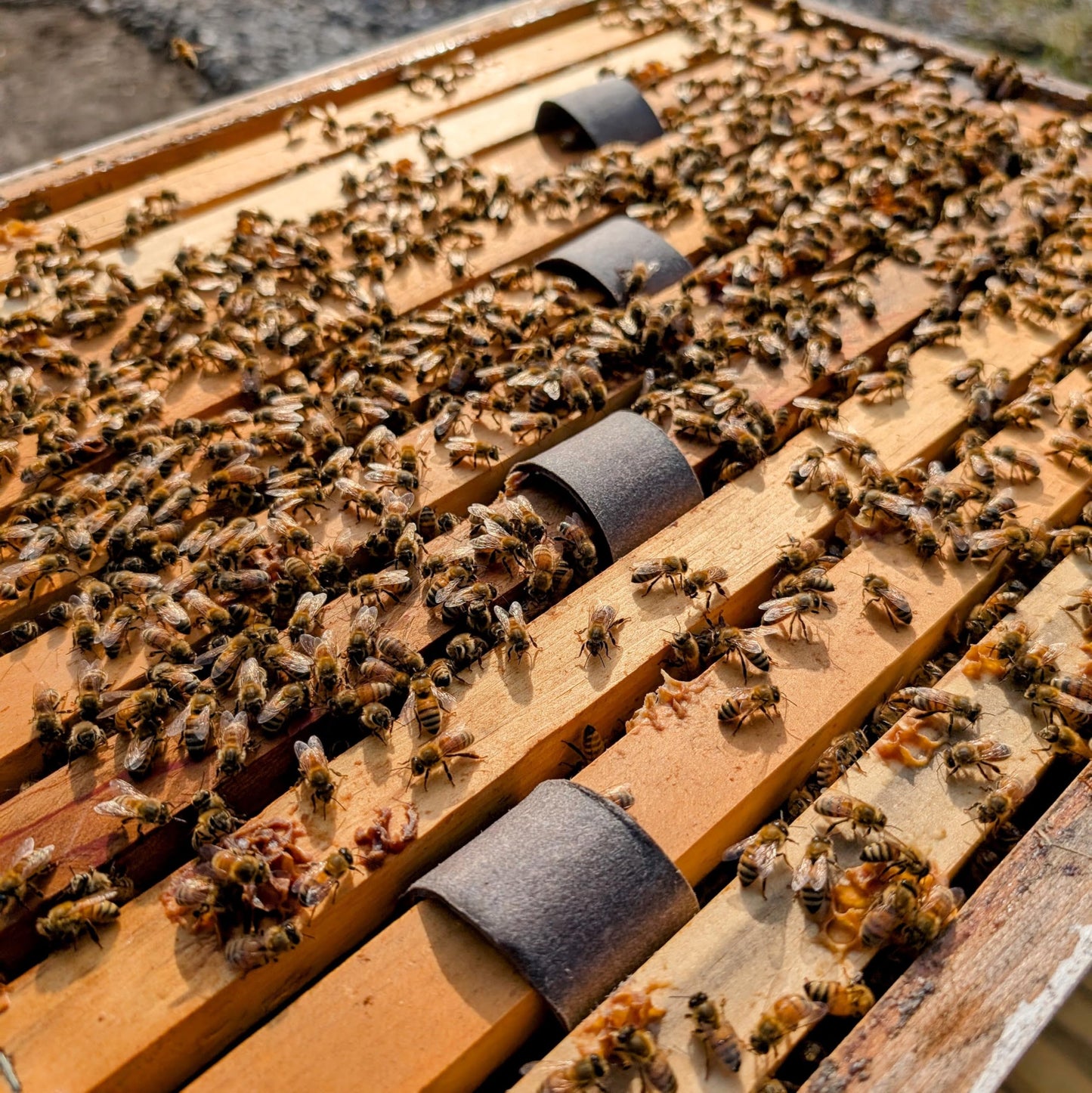 Varroxsan Oxalic Acid Strips - Varroa Mite Treatment for Beehives - Slow-Release Strip for Easy Mite Management - 20 Strips