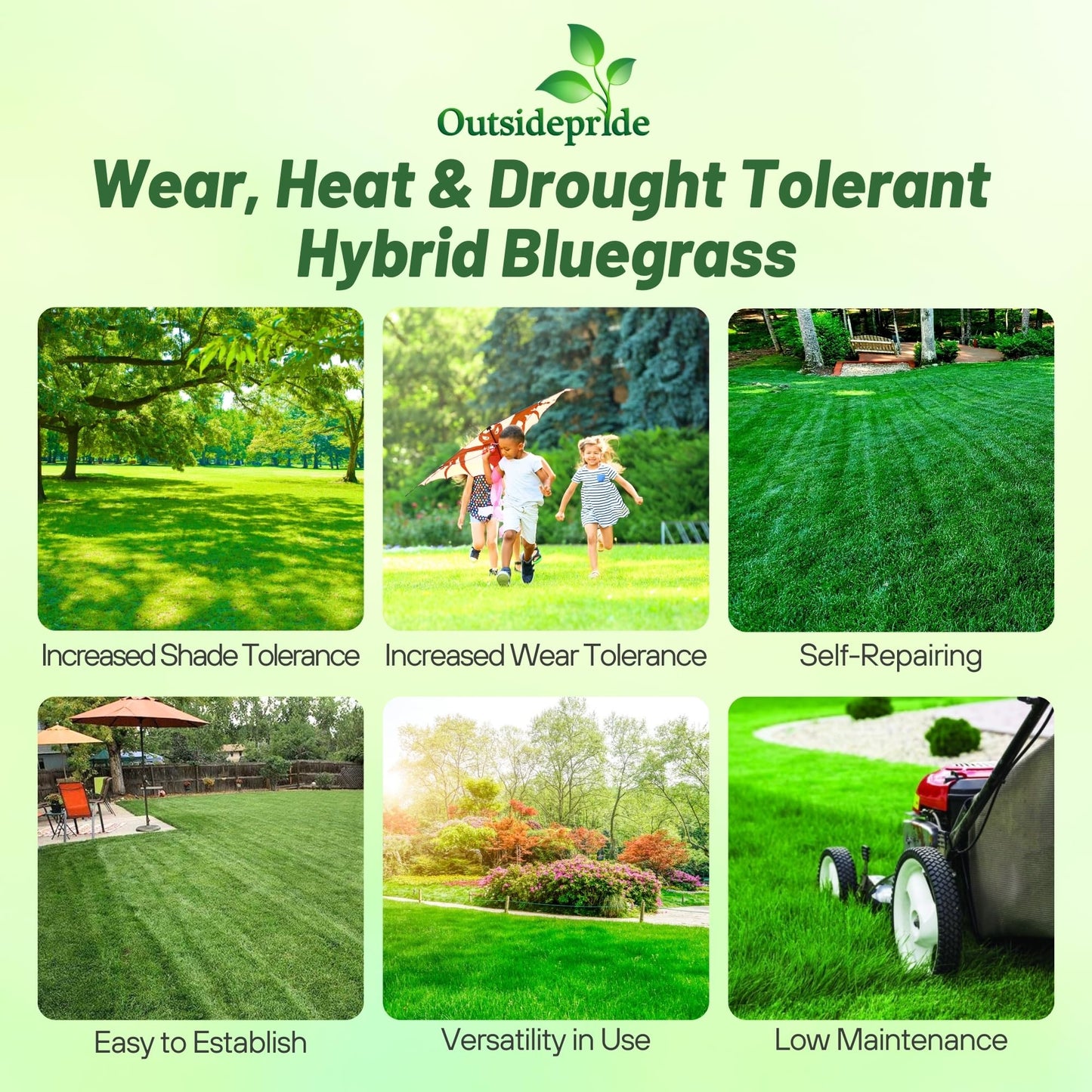 Outsidepride SPF-30 Hybrid Bluegrass Seeds - 25 lbs. Heat & Drought Tolerant, Texas Bluegrass & Kentucky Bluegrass Seed Mix for Challenging Climates, OptiGrowth Coated for Better Establishment