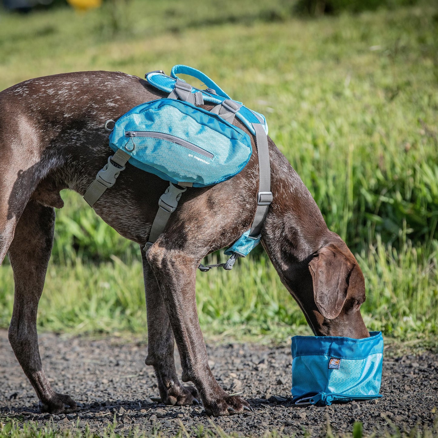Kurgo Zippy Bowl for Dogs, Collapsible Travel Dog Bowls, Pet Food & Water Hiking Container, Food Grade Silicone, Travel Accessories for Pets, Includes Carabiner, Holds 48 oz (Barn Red)